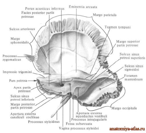 Neurocraniu – noțiuni de anatomie – modurigta.ro